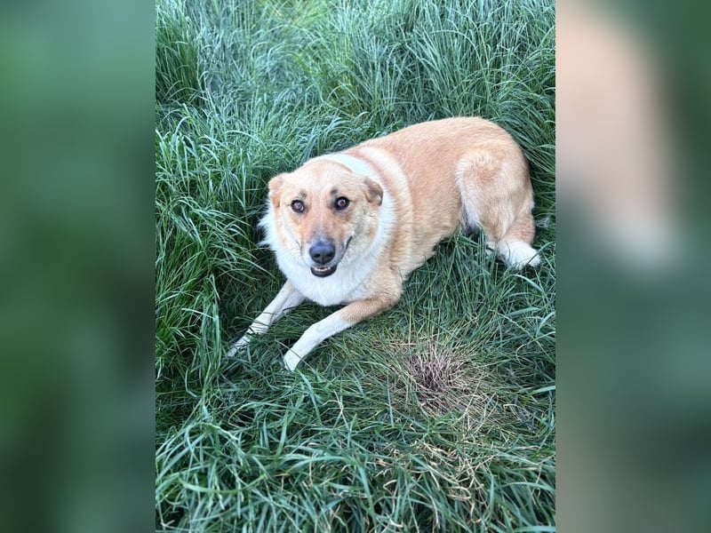 Rocky - anfangs zurückhaltender, neugieriger, schlauer, verspielter Rüde / z.Zt. noch in Rumänien