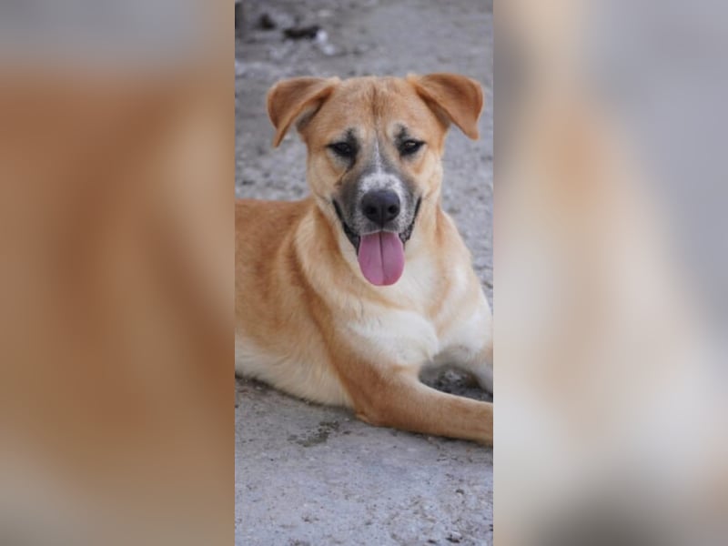 Lucky Duke - schüchterner, aber freundlicher Rüde / z.Zt. noch in Rumänien