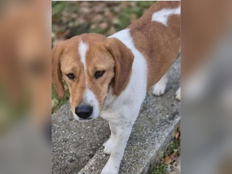 Fiete - freundlicher, sozialer Beagle Mix Rüde / Dringend Pflegestelle oder Zuhause gesucht