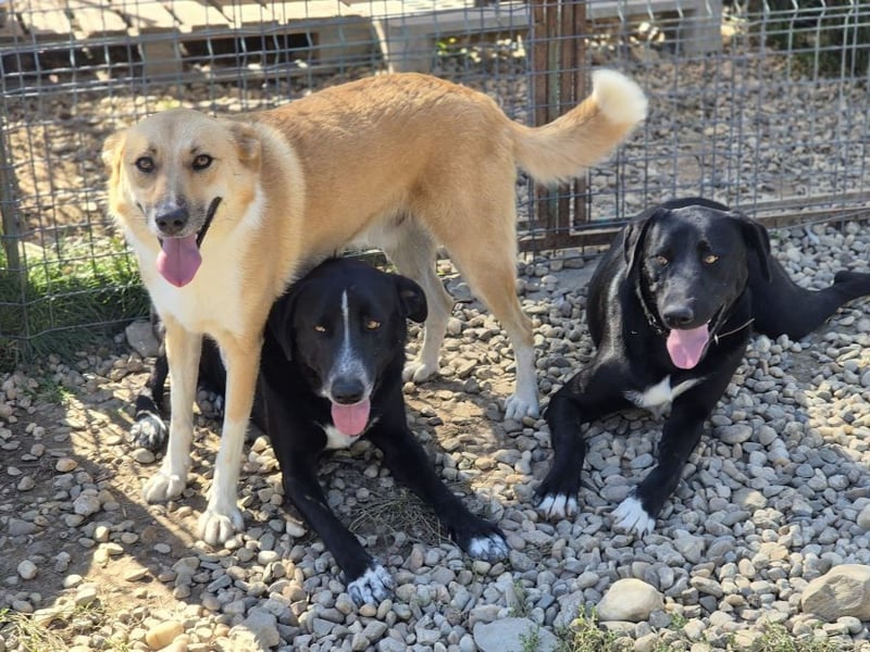 Rocky - neugieriger, schlauer, verspielter anfangs zurückhaltender Rüde / z.Zt. noch in Rumänien