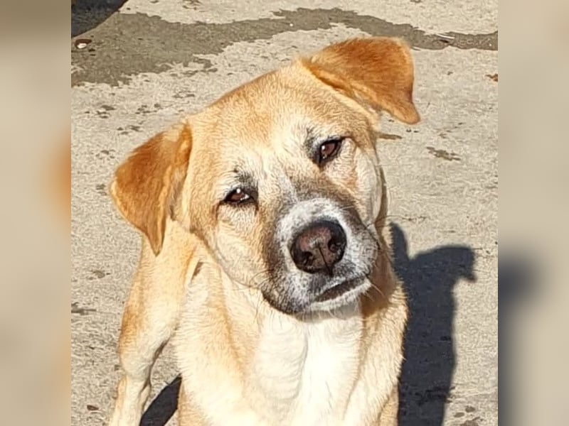 Lucky Duke - schüchterner, aber freundlicher Rüde / z.Zt. noch in Rumänien