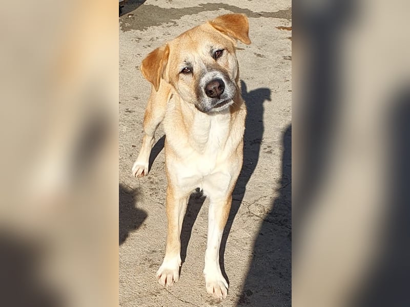 Lucky Duke - schüchterner, aber freundlicher Rüde / z.Zt. noch in Rumänien