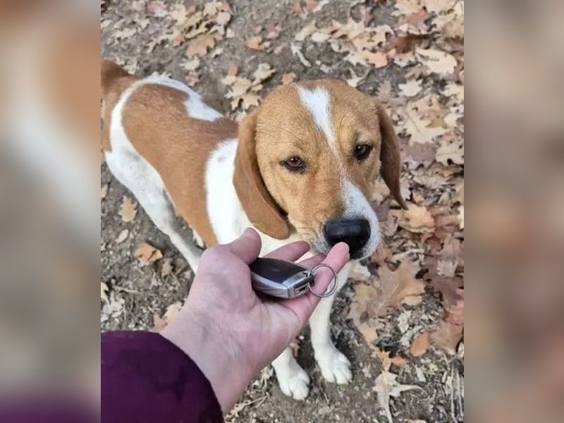 Fiete - freundlicher, sozialer Beagle Mix Rüde / Dringend Pflegestelle oder Zuhause gesucht