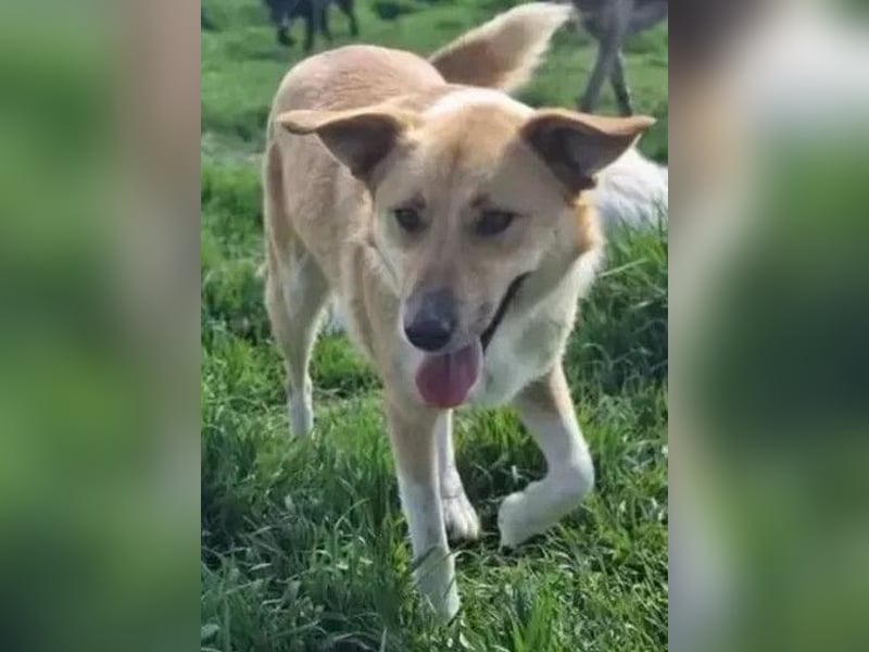 Rocky - neugieriger, schlauer, verspielter anfangs zurückhaltender Rüde / z.Zt. noch in Rumänien