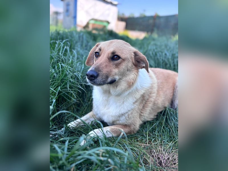 Rocky - anfangs zurückhaltender, neugieriger, schlauer, verspielter Rüde / z.Zt. noch in Rumänien