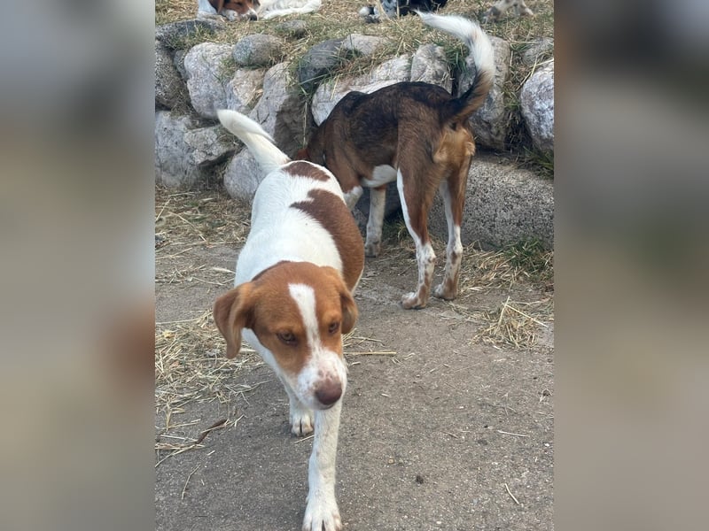 Balto: „Ab über die Alpen und für immer nach Hause.“