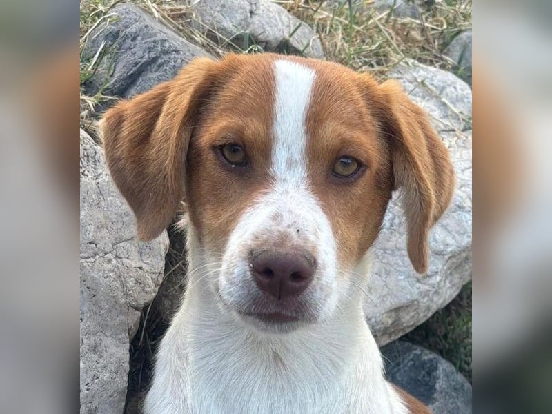 Balto: „Ab über die Alpen und für immer nach Hause.“