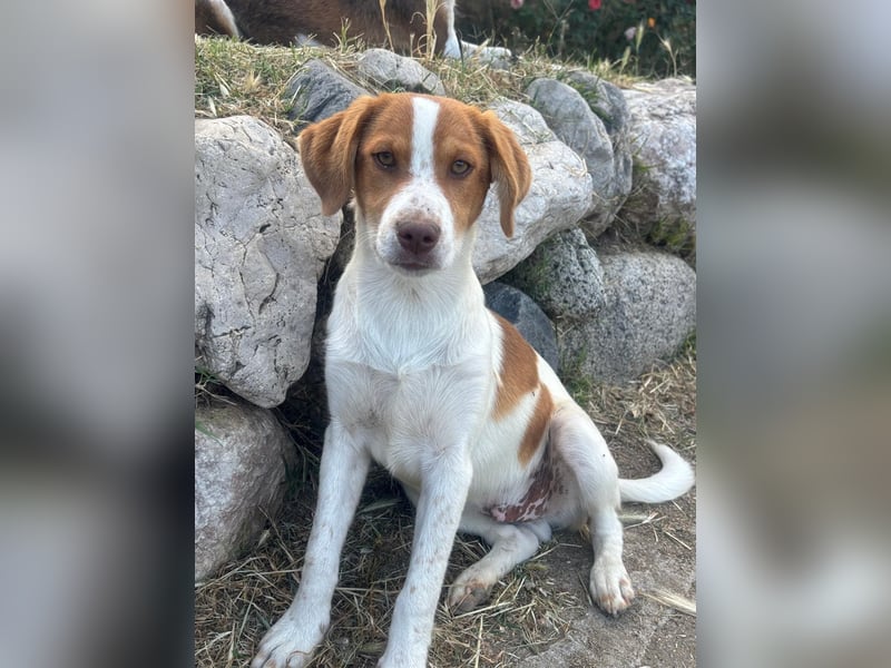 Balto: „Ab über die Alpen und für immer nach Hause.“