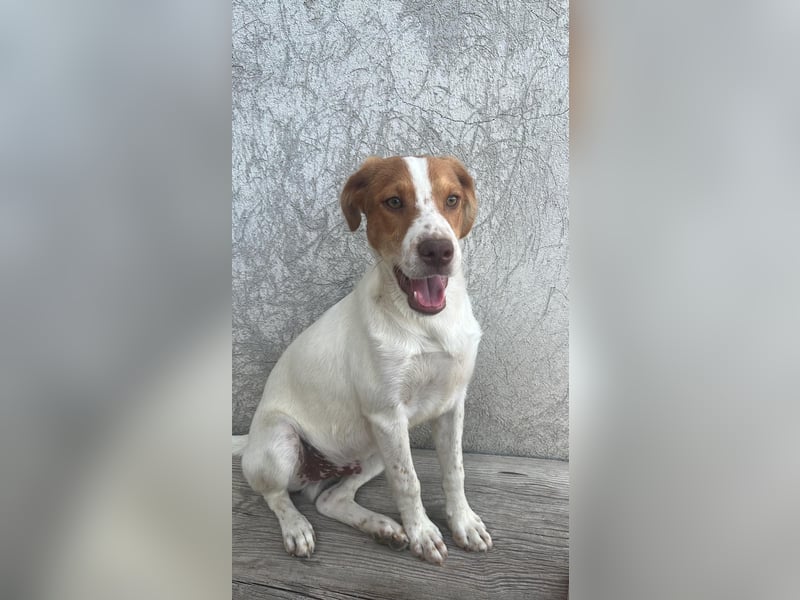 Balto: „Ab über die Alpen und für immer nach Hause.“