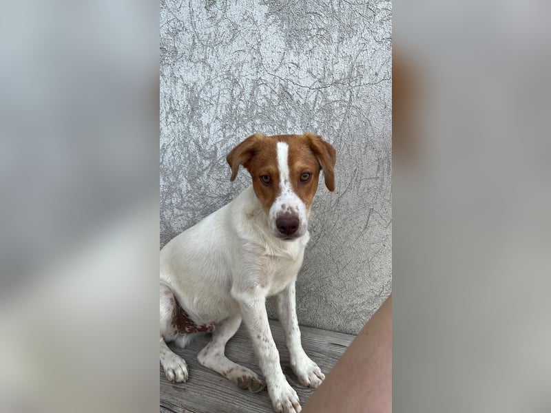 Balto: „Ab über die Alpen und für immer nach Hause.“