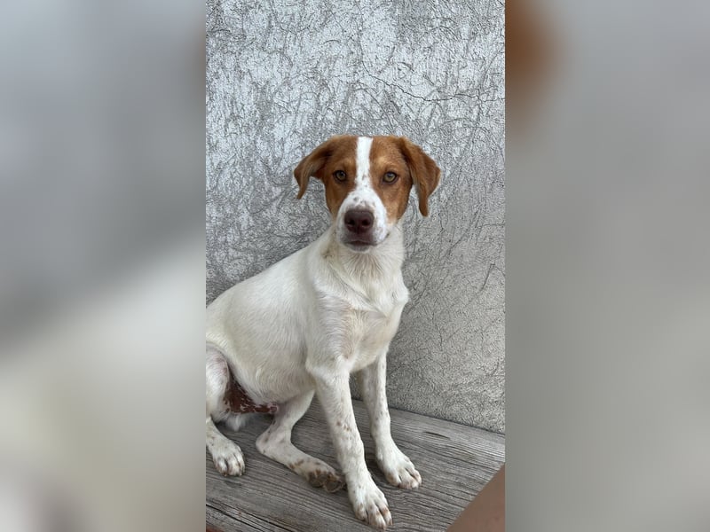 Balto: „Ab über die Alpen und für immer nach Hause.“