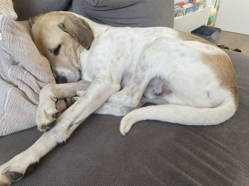 Balu 4 Jahre