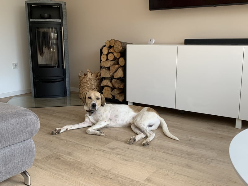 Balu 4 Jahre