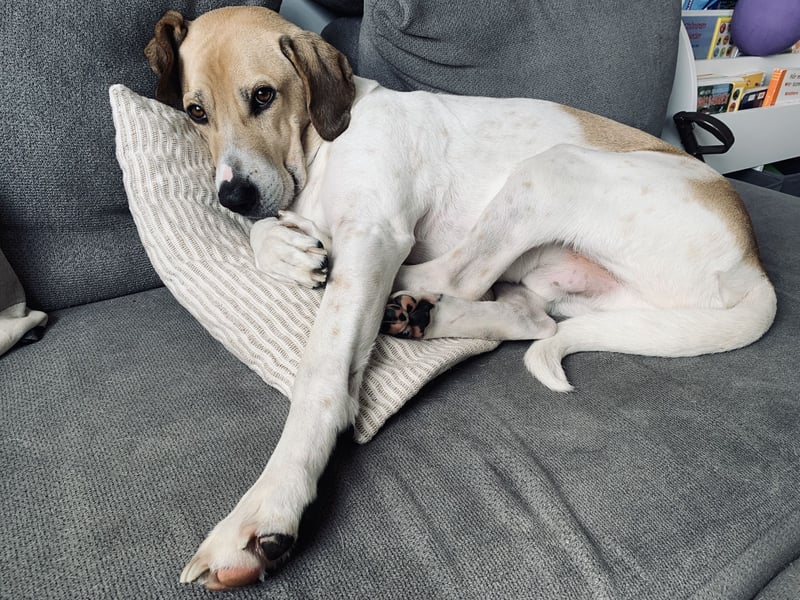 Balu 4 Jahre