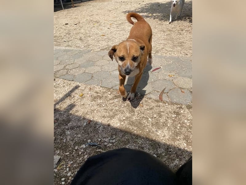 NILO sucht gemütliches Körbchen