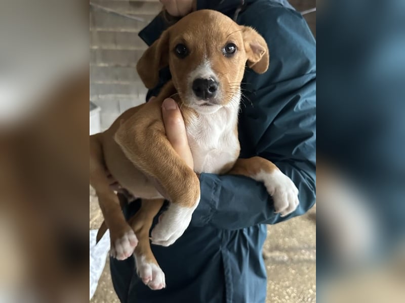 Hundekind JOCA sucht Familie mit Herz
