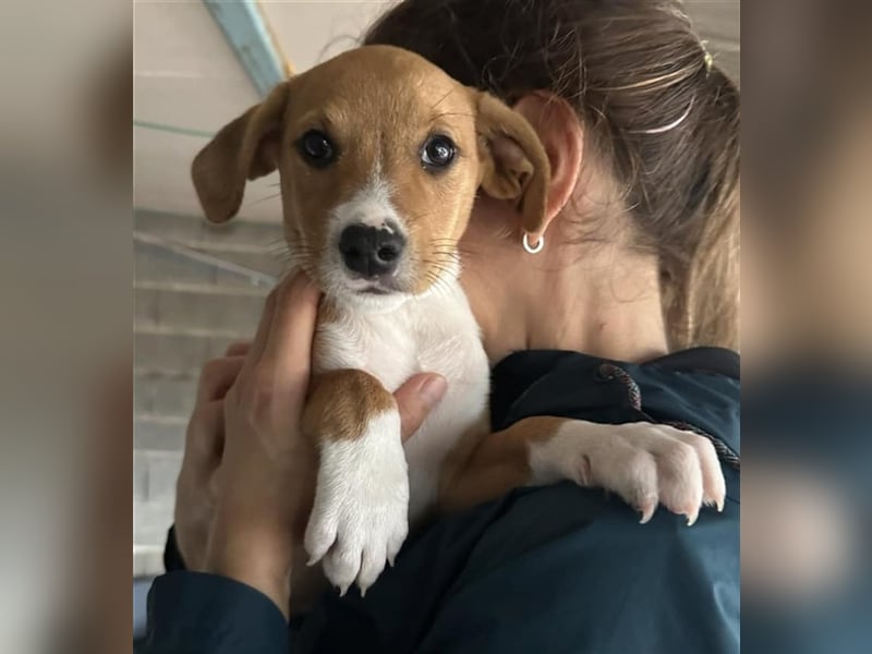 Hundekind JOCA sucht Familie mit Herz