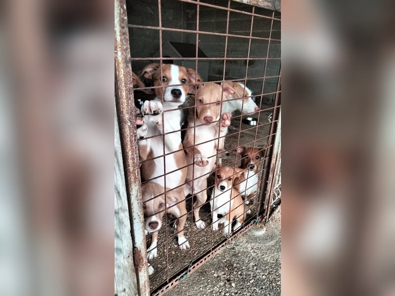 Hundekind JOCA sucht Familie mit Herz