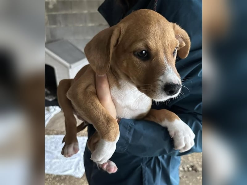 Hundekind JOCA sucht Familie mit Herz