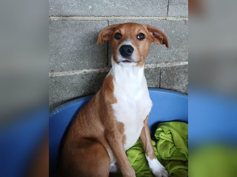 Hundekind JOCA sucht Familie mit Herz