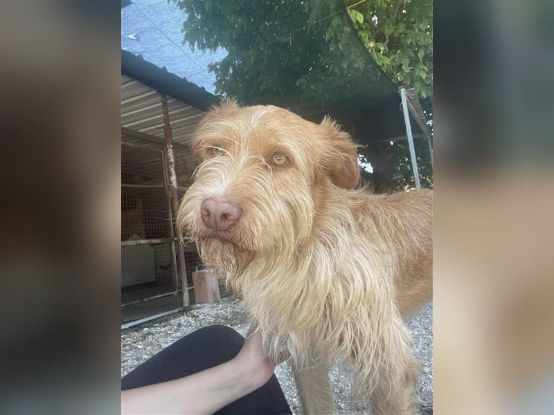GRIZZY sucht Zuhause im Glück