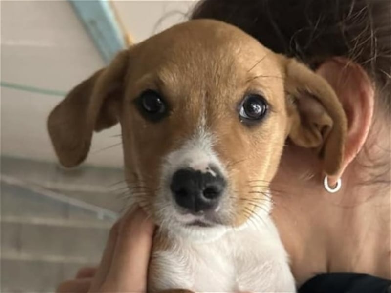Hundekind JOCA sucht Familie mit Herz