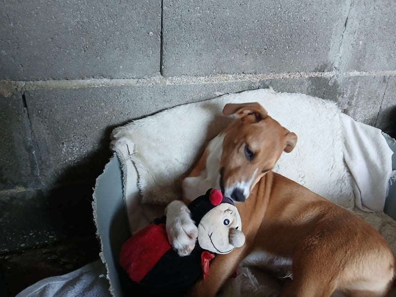Hundekind JOCA sucht Familie mit Herz
