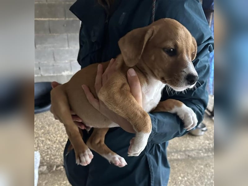 Hundekind JOCA sucht Familie mit Herz