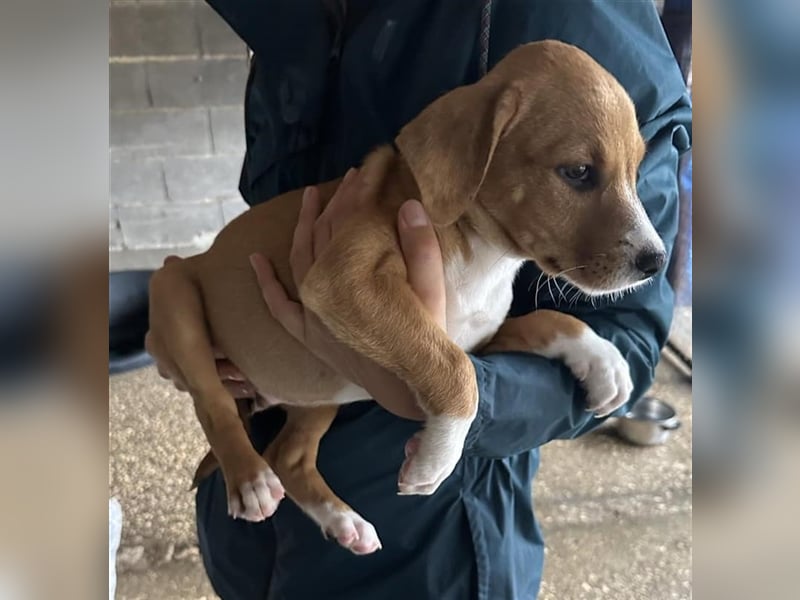 Hundekind JOCA sucht Familie mit Herz