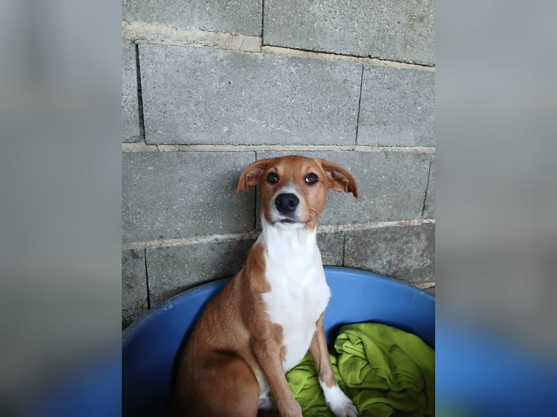 Hundekind JOCA sucht Familie mit Herz