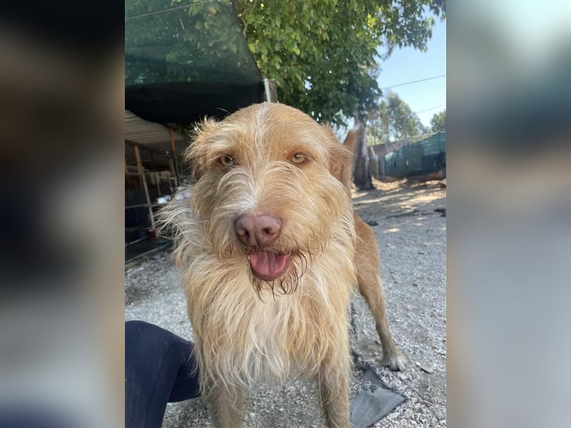 GRIZZY sucht Zuhause im Glück