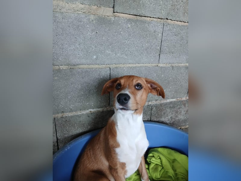 Hundekind JOCA sucht Familie mit Herz