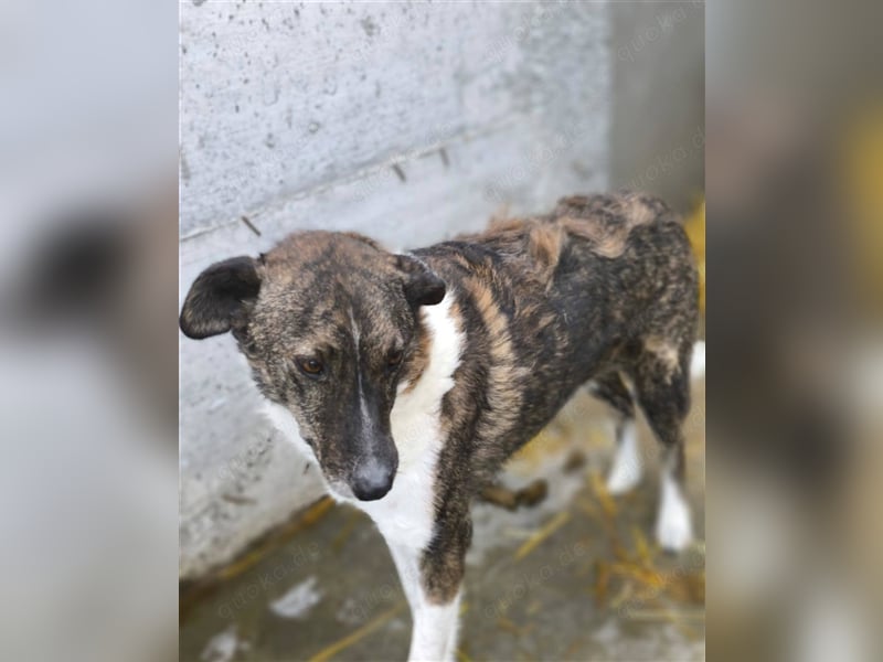 SOS Gnadenplatz gesucht