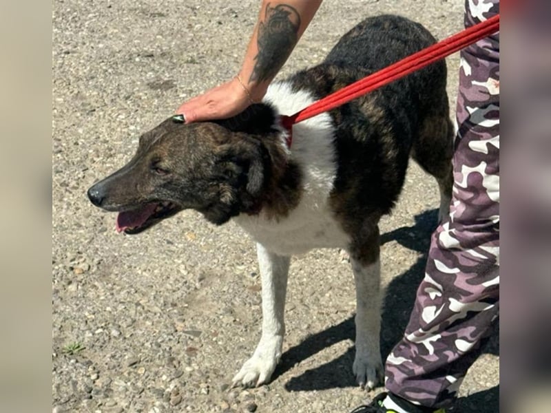 SOS Gnadenplatz gesucht