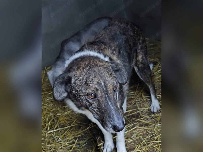 SOS Gnadenplatz gesucht