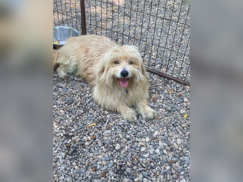 Otto sucht dringend ein Zuhause