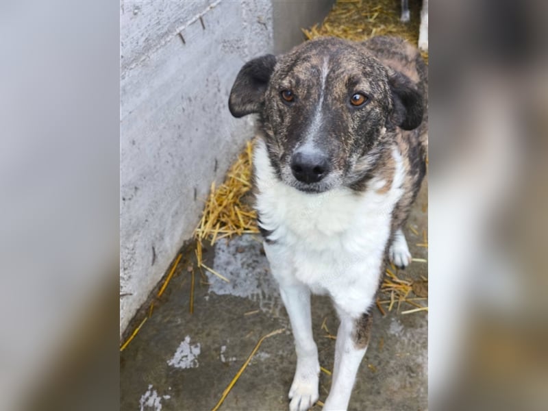 SOS Gnadenplatz gesucht