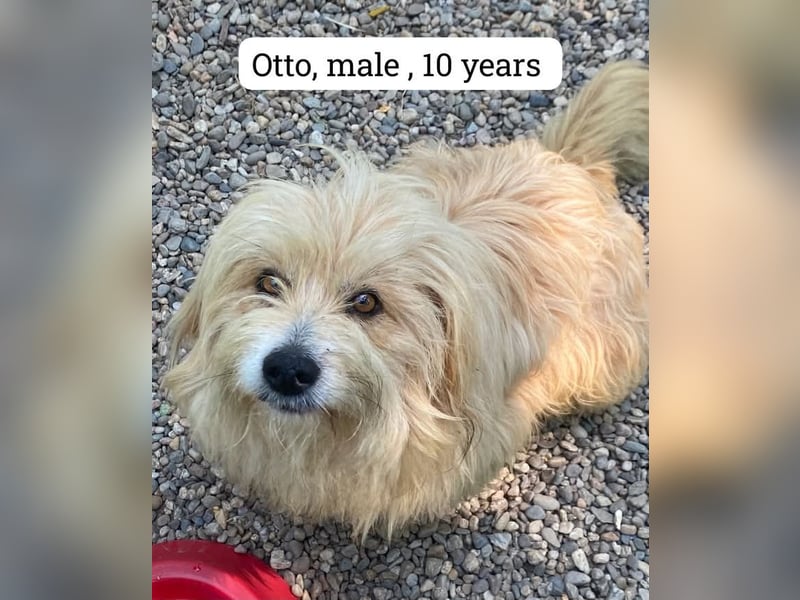 Otto sucht dringend ein Zuhause