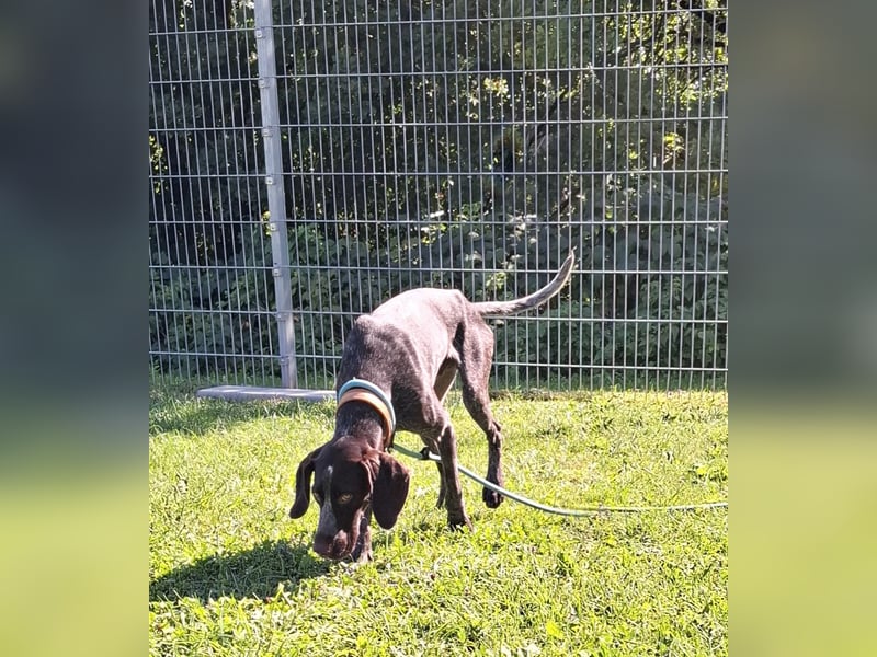 Jason, junger Rüde mit sportlichen Ambitionen, ca. 1,5 Jahre