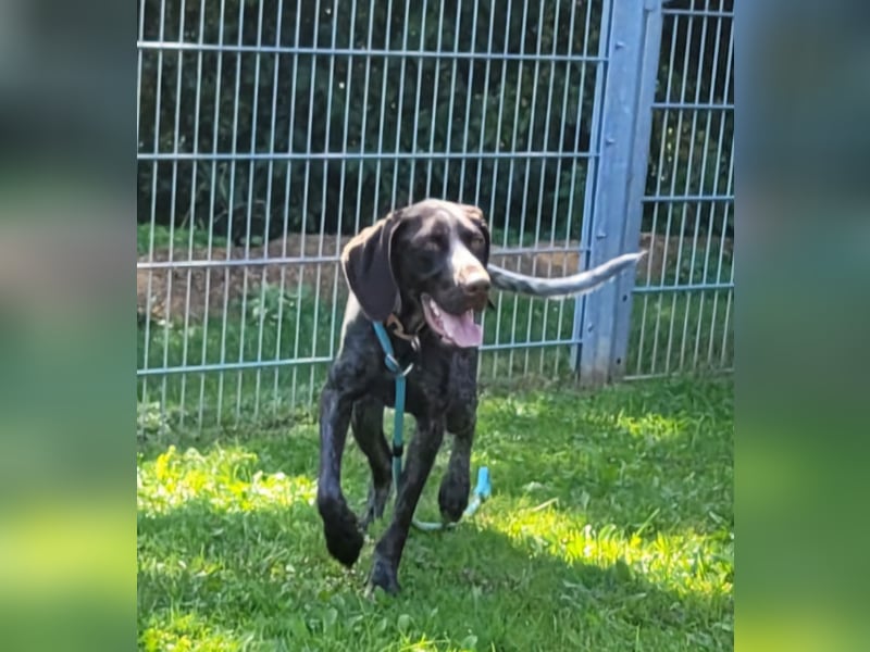 Jason, junger Rüde mit sportlichen Ambitionen, ca. 1,5 Jahre