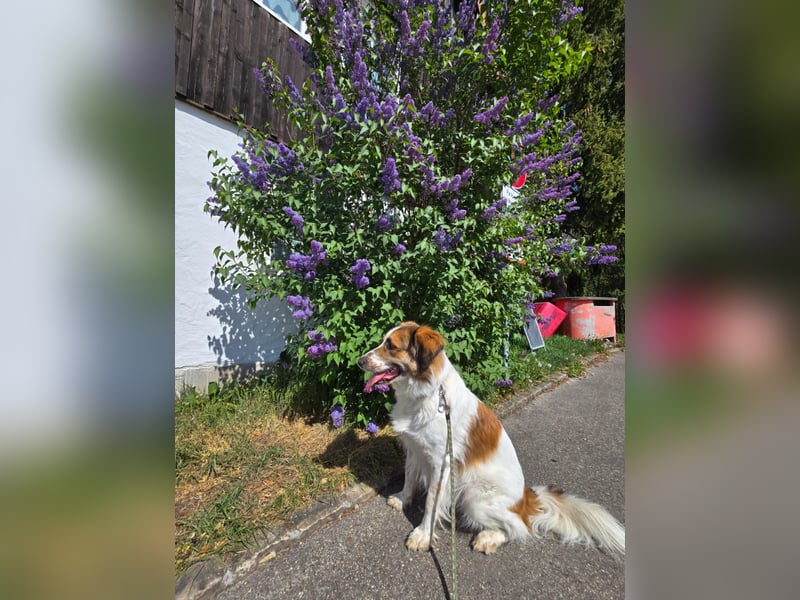 Puk, kinderlieber, ausgeglichen, sozial sucht Traumplatz