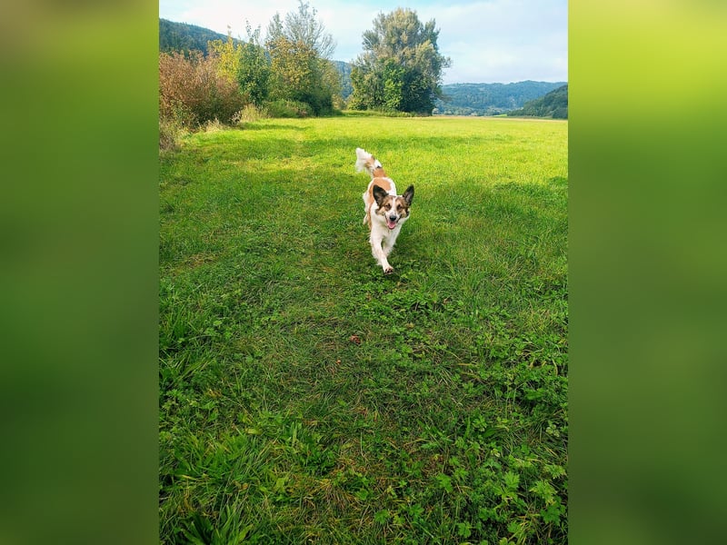 Puk, kinderlieber, ausgeglichen, sozial sucht Traumplatz