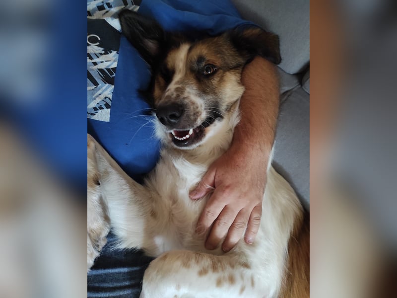 Puk, kinderlieber, ausgeglichen, sozial sucht Traumplatz