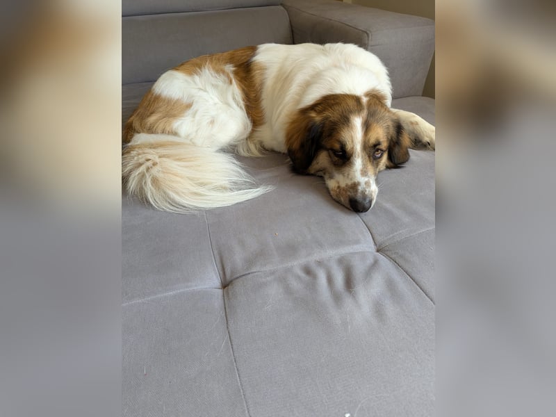 Puk, kinderlieber, ausgeglichen, sozial sucht Traumplatz