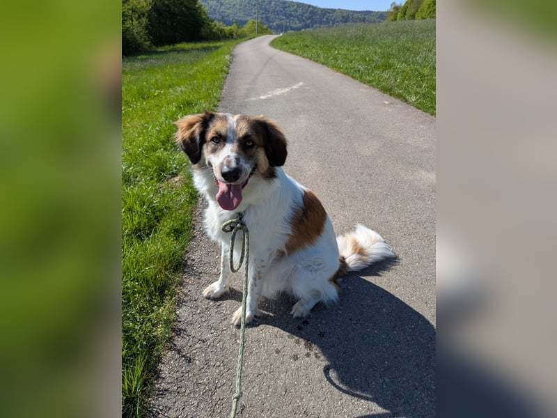 Puk, kinderlieber, ausgeglichen, sozial sucht Traumplatz