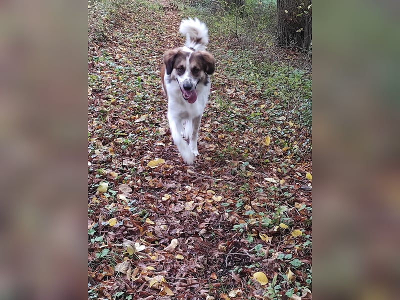 Puk, kinderlieber, ausgeglichen, sozial sucht Traumplatz