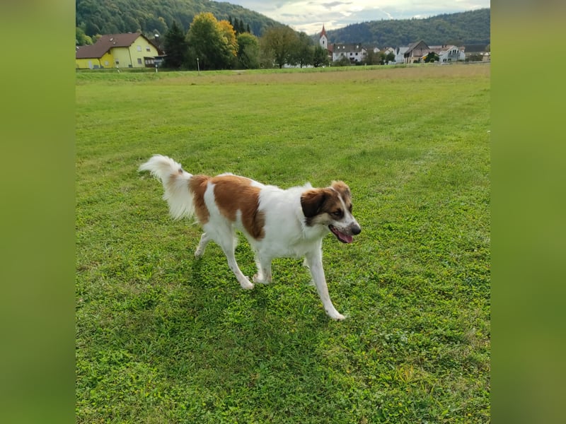 Puk, kinderlieber, ausgeglichen, sozial sucht Traumplatz