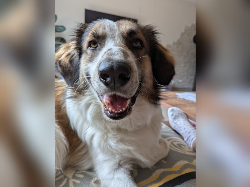 Puk, kinderlieber, ausgeglichen, sozial sucht Traumplatz
