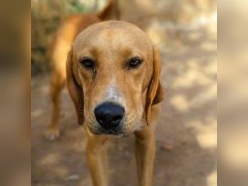 Herzensbrecher Loki sucht Familienanschluss
