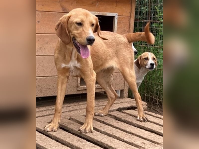 Herzensbrecher Loki sucht Familienanschluss